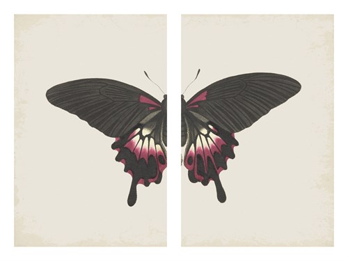 Papilio Deiphobus - The Drammis Collection
