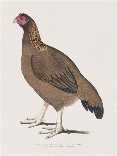Malabar Hen - The Drammis Collection
