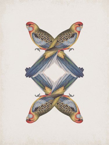 Platycercus Adelaidae - Reflection - The Drammis Collection
