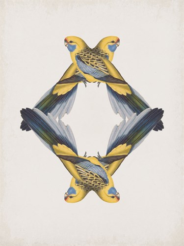 Platycercus Flaveolus - Reflection - The Drammis Collection