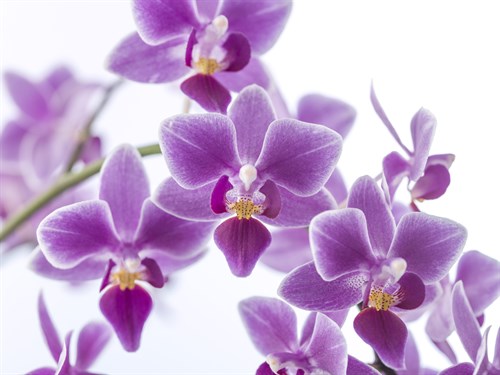 Ornate Orchids - Assaf Frank