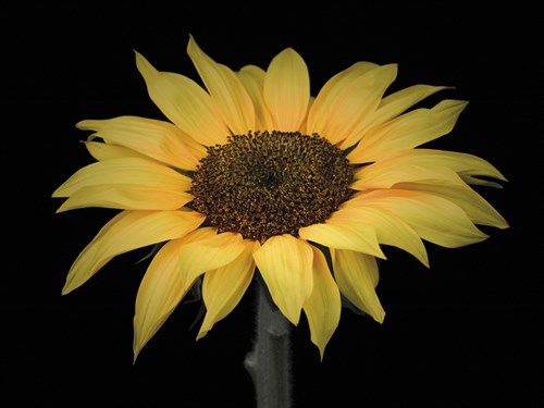 Sunflower Spotlight - Assaf Frank