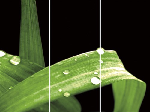 Grassy Dew - Trio - Douglas Yan