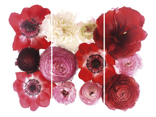 Floral Cluster - Trio - Katja Marzahn