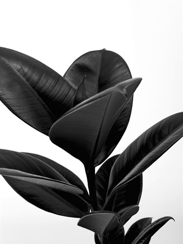 House Plant - Suri Noir - Assaf Frank