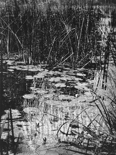 Nenuphars - Eugene Atget