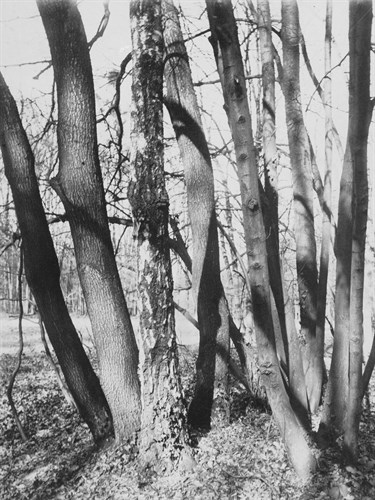 St. Cloud, Fin Mai - Eugene Atget