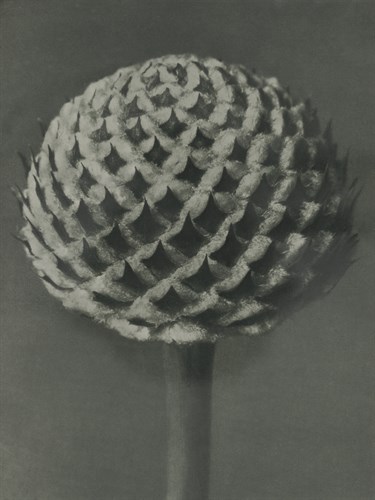 Cephalaria - Karl Blossfeldt