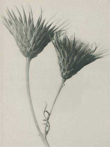 Serratula nudicaulis - Karl Blossfeldt