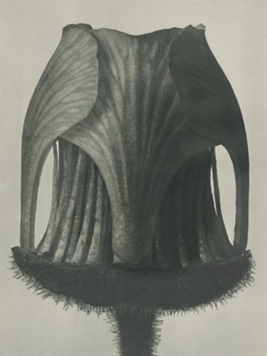 Geum rivale - Karl Blossfeldt