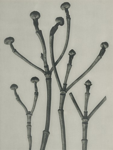 Cornus florida - Karl Blossfeldt