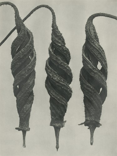 Cajophora lateritia - Karl Blossfeldt