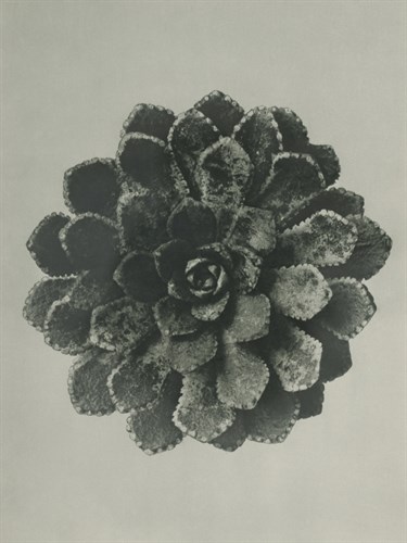 Saxifraga aizoon - Karl Blossfeldt