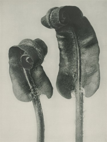 Scolopendrium vulgare - Karl Blossfeldt