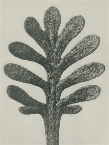 Achillea umbellata - Karl Blossfeldt