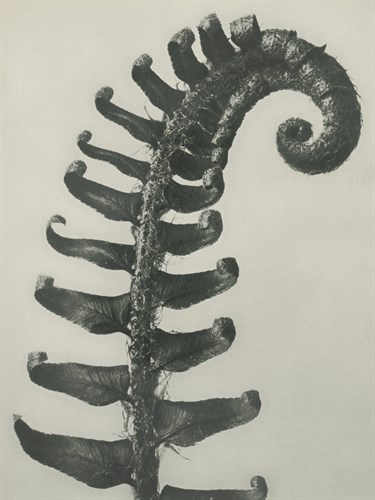 Polystichum munitum - Karl Blossfeldt