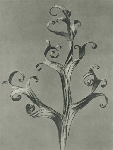 Delphinium - Karl Blossfeldt