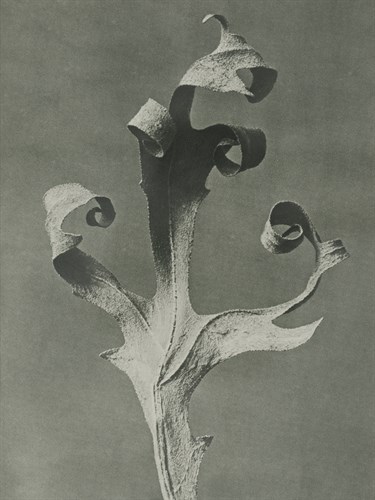 Silphium - Karl Blossfeldt
