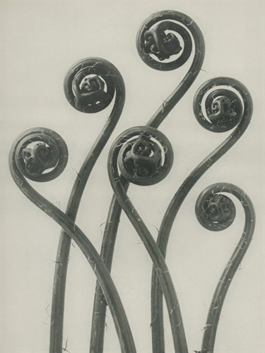 Adiantum pedatum - Karl Blossfeldt