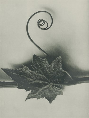 Bryonia Alba - Karl Blossfeldt