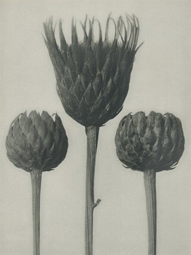Serratula nudicaulis Trio - Karl Blossfeldt