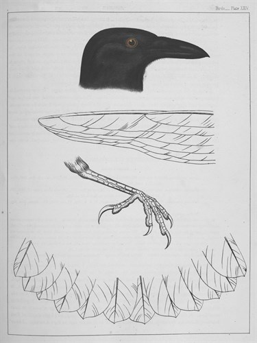 Black Beak - Kernud Hansen