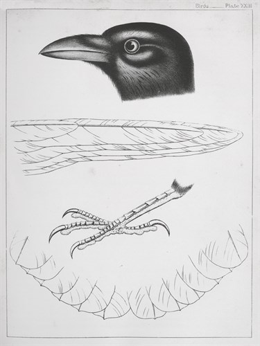 Black Feathers - Kernud Hansen