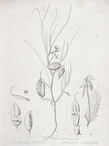 Astragalus - Kernud Hansen