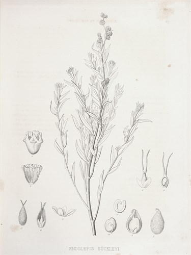 Endolepis Suckleyi - Kernud Hansen