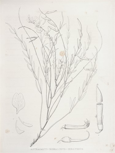 Astragalus Serotinus - Kernud Hansen