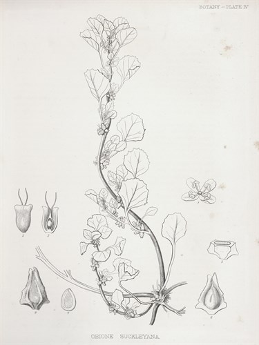 Obione Suckleyana - Kernud Hansen