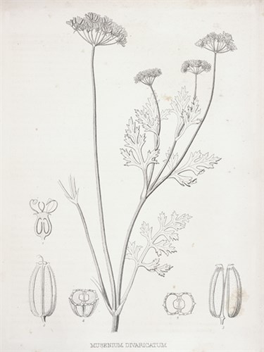 Musenium Divaricatum - Kernud Hansen