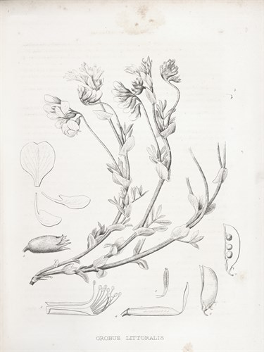 Orobus Littoralis - Kernud Hansen