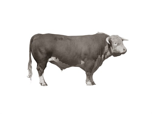 Hereford Bull - Kernud Hansen