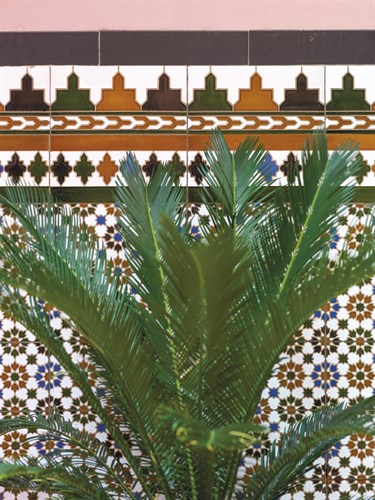 Havana Grows - Assaf Frank