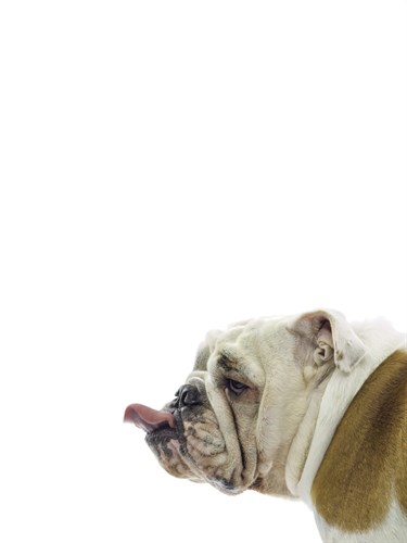 Catcall Canine - Assaf Frank