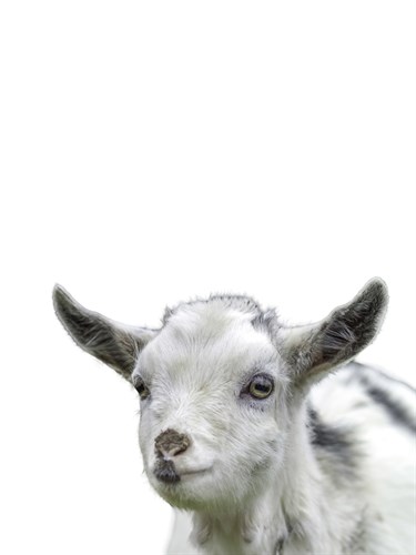 Gentle Goat - Assaf Frank