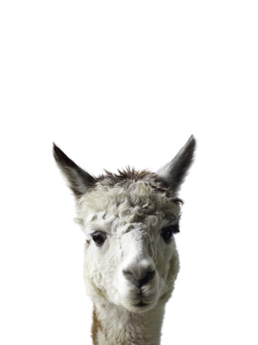 Amicable Alpaca - Assaf Frank