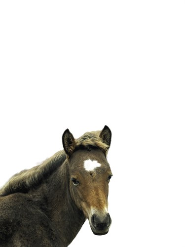 Highland Horse - Assaf Frank