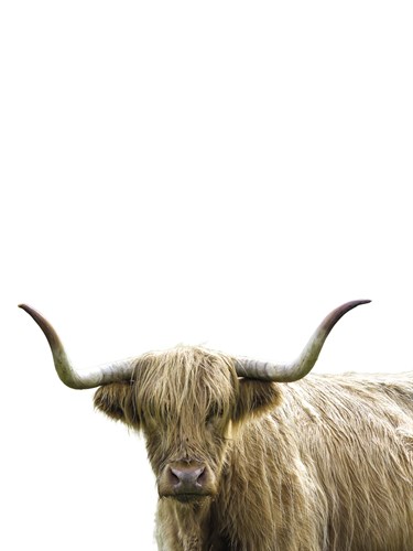 Bonny Bovine - Assaf Frank