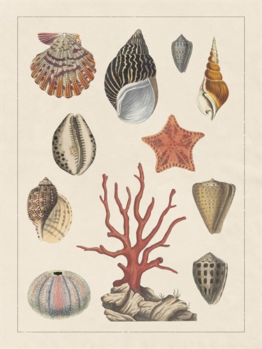 Coleccion de Conchas - The Vintage Collection