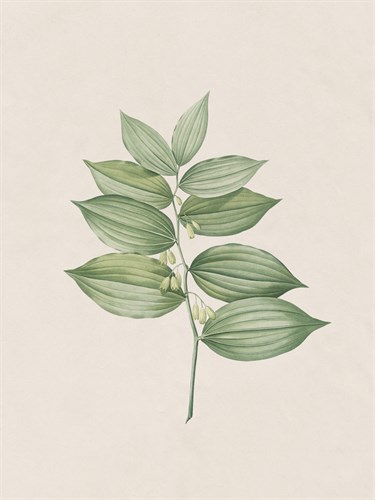 Polygonatum Latifolium - The Vintage Collection