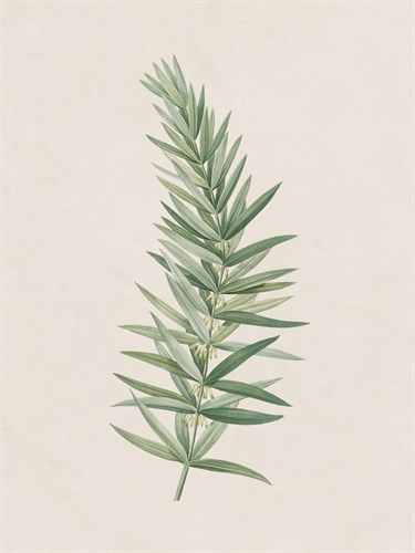 Polygonatum Verticillatum - The Vintage Collection