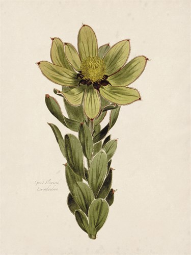 Leucadendron - The Vintage Collection