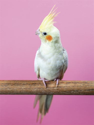 Birdsong - Solo - Assaf Frank