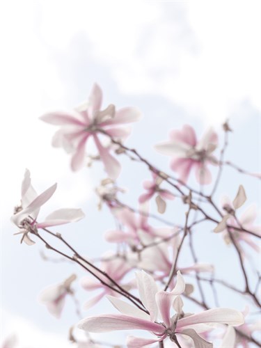 Mystical Magnolias - Assaf Frank