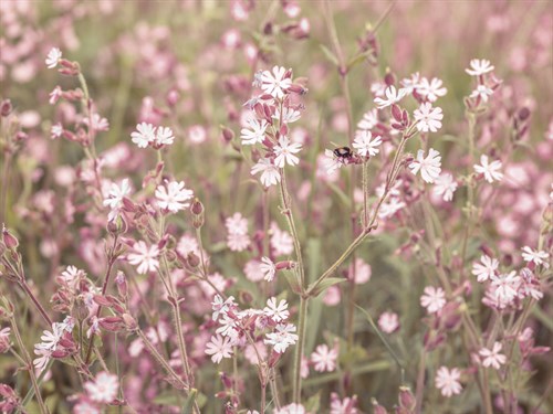 Pink Pasture - Assaf Frank
