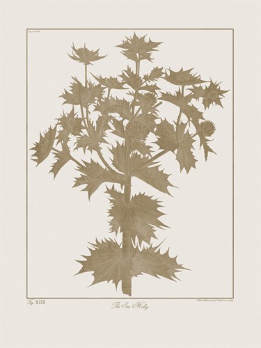 Botanicus Fawn - Sea Holly - Maria Mendez