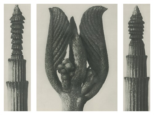 Equisetum hiemale - Karl Blossfeldt