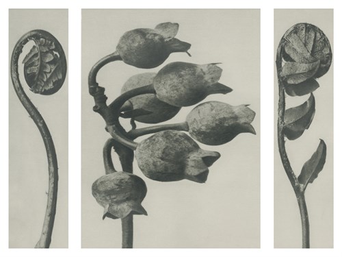 Polypedium aspidieae - Karl Blossfeldt
